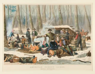 Scena forestale americana, raccolta dello sciroppo d