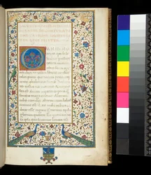 Ms 336. Sallustio, Catilina e Giugurta, f. 1r. Bordo interamente miniato con pavoni, conigli, parrocchetti verdi e una colomba
