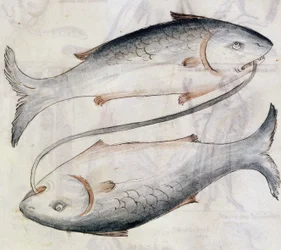 Sloane 3983 Disegno di Pesci, da una traduzione di un trattato astrologico persiano di Jafar ibn Muhammad
