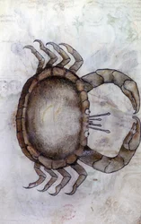 Sloane 3983 f.14v, Un granchio, segno zodiacale del Cancro
