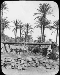 Ruota idraulica, Egitto, c1890