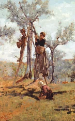 La raccolta delle olive, ca 1892