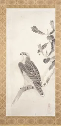 Falco appollaiato su un ramo