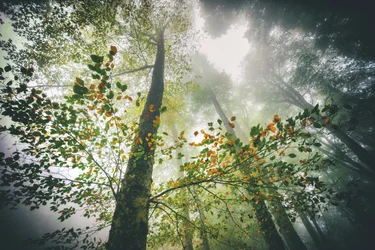 Foresta autunnale avvolta dalla nebbia