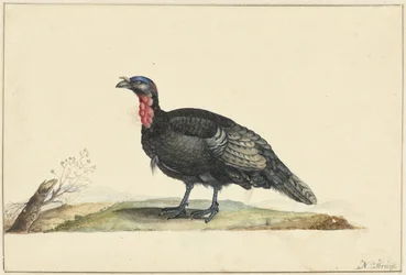 Uccello con piume nere e un gozzo rosso, in piedi, verso sinistra