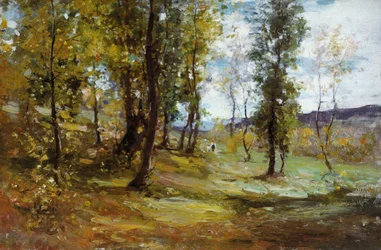Radura nella foresta
