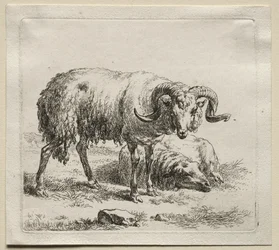 Animalia: Ariete e pecora