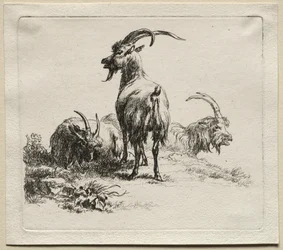 Animalia: Tre capre