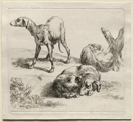 Animalia: Tre Cani da Caccia