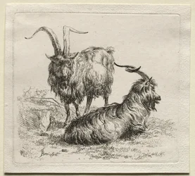 Animalia: Due capre