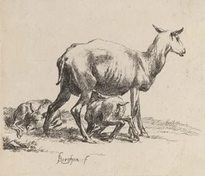 Pecora che allatta il suo agnello