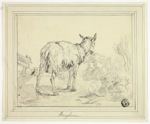 Capra