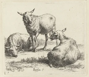 Tre pecore (Animali disegnati dal vivo e incisi all