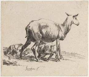 Pecora che allatta il suo agnello