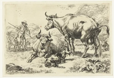 Mucca sdraiata e una mucca che urina