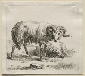Ariete e pecora