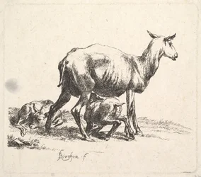Pecora con agnello che allatta