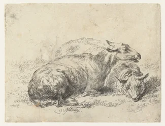 Due pecore sdraiate (serie: Animalia ad vivum delineata et aqua forti aeri impressa Studio et Arte Nicolai Berchemi)