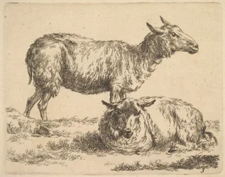 dalla Serie delle Pecore