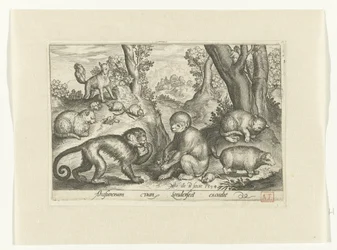 Scimmie, gatti e topi