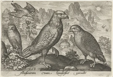 Aquila e altri rapaci
