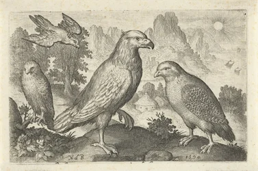 Aquila e altri rapaci