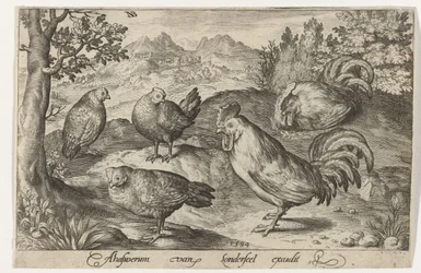 Tre galline e due galli. Uccelli e insetti (titolo della serie)