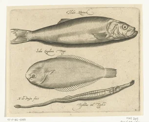 Aringa, sogliola e pesce ago