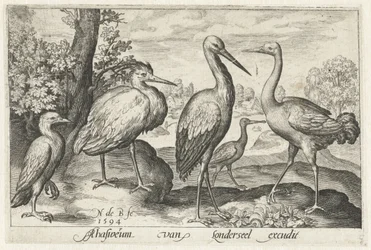 Cicogna, gru, airone e spatola