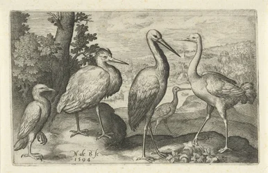 Cicogna, gru, airone e spatola