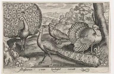 Due pavoni e un tacchino - Uccelli e insetti (titolo della serie)