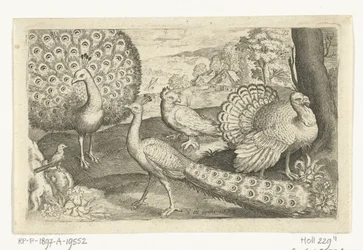 Due pavoni e un tacchino - Uccelli e insetti (titolo della serie)