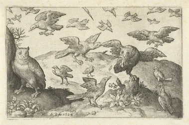 Gufo con preda assalito da altri uccelli (Uccelli e insetti)