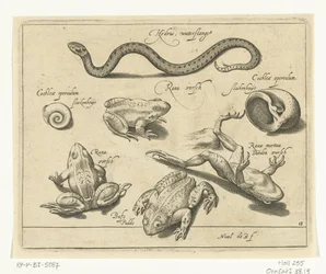 Serpente d