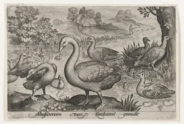Cigno e oche e anatre vicino all