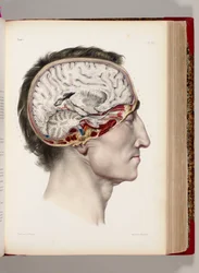 Litografia colorata a mano di una testa dissezionata di profilo che mostra il cervello, dal "Traité complet de l’anatomie de l’homme, comprenant la médecine opératoire", 1831-54