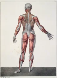 Anatomia del corpo umano, da 