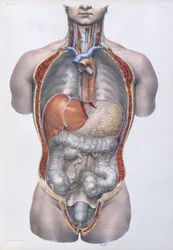 Organi interni, tavola dal «Traité complet de l