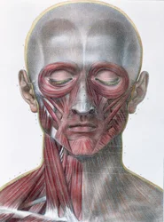 Muscolatura del viso, tavola da 