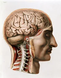 Il cervello, tavola da 