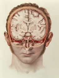 Il cervello, tavola da Traite Complet de l