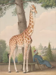 Studio della giraffa donata a Carlo X dal viceré d
