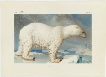 Orso polare