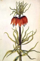 Fritilleria, c.1675