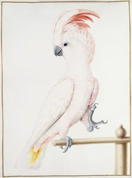 Cacatua di Major Mitchell