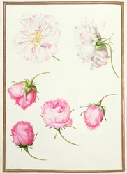 Sei teste di rose antiche