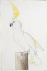 Cacatua ciuffogiallo