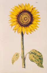 Girasole o Helianthus, da 