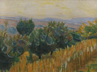La vite contro la luce. Un campo di grano in primo piano. Villa Linda, Firenze