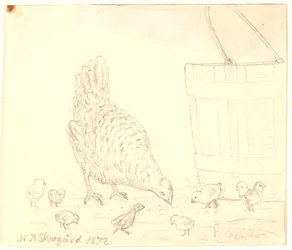 Una gallina con pulcini